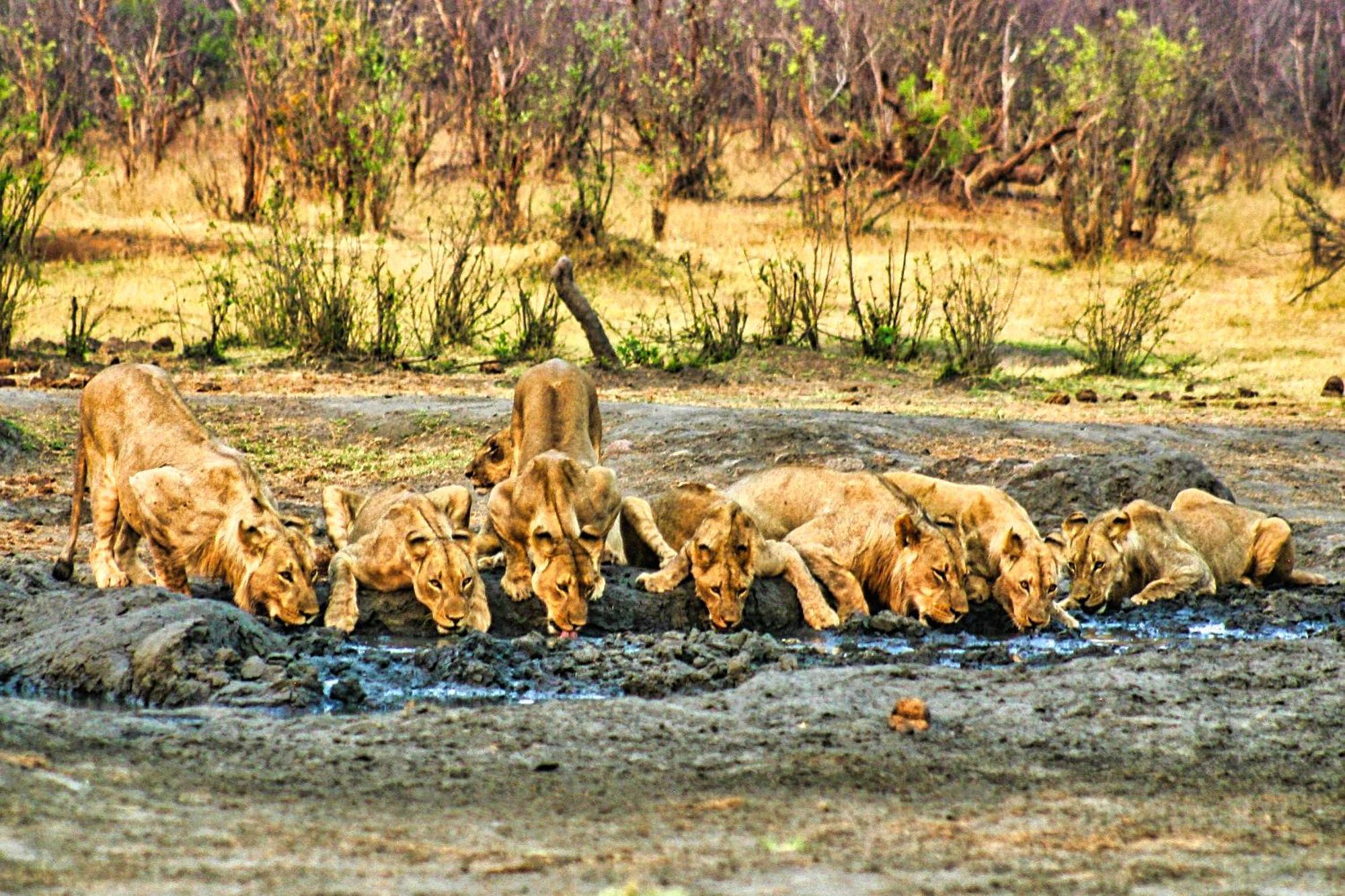 Room In Villa - Zambezi Family Lodge - Elephant Room Victoria Falls Zewnętrze zdjęcie
